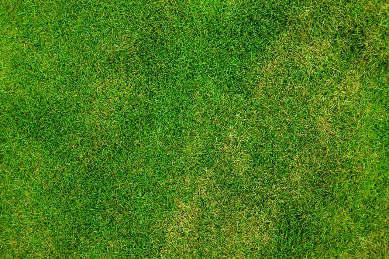 Tworzenie i utrzymanie trawnika idealnego – sekrety zielonego dywanu